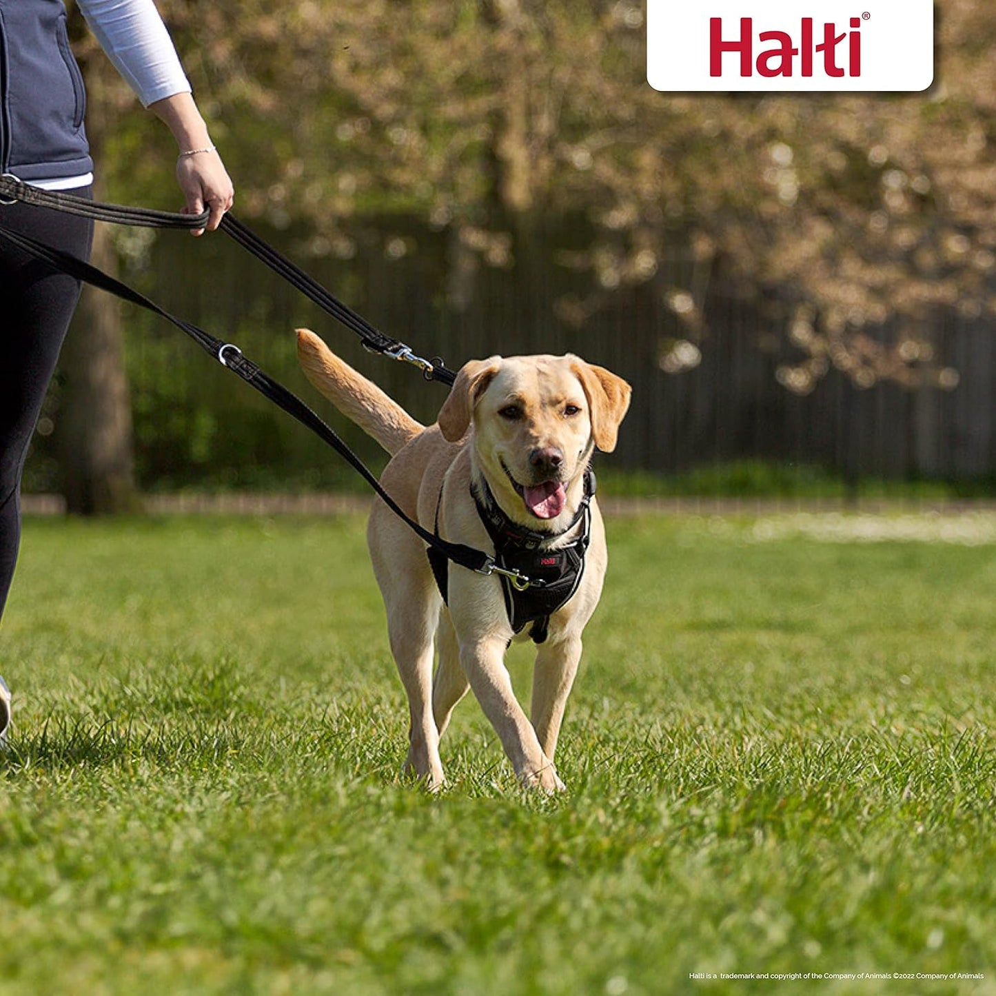 Halti Training Lead Size Small Black, 2m - Stop Pulling, Perfect for Puppy Walks