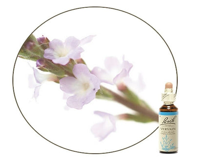 Bach Original Flower Remedy Vervain